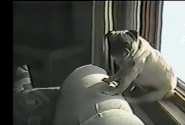 pug falls