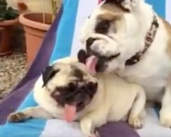 (VIDEO) Bulldog Wants to Help His Pug Friend Stay Clean. Now Watch Just How Clean He Wants Him to Be! LOL!