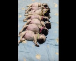 (VIDEO) A Line of Tiny Pug Puppies Get Woken Up. What Happens Next? OMG, I Didn’t Expect THIS!