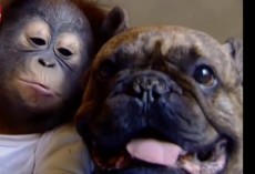 (VIDEO) You’ll be in Shock When You Watch How a Cute Baby Orangutan Kisses a Bulldog!