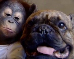 (VIDEO) You’ll be in Shock When You Watch How a Cute Baby Orangutan Kisses a Bulldog!