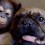 (VIDEO) You’ll be in Shock When You Watch How a Cute Baby Orangutan Kisses a Bulldog!