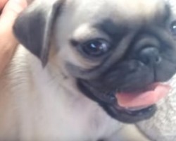 (VIDEO) Warning: Cuteness Overload! Pug Puppy Woos Us With His Adorable Ways!