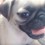 (VIDEO) Warning: Cuteness Overload! Pug Puppy Woos Us With His Adorable Ways!