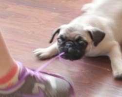 (VIDEO) The Epic Pug Puppy Shoe Battle Has Begun. But Who Will Win?!