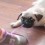 (VIDEO) The Epic Pug Puppy Shoe Battle Has Begun. But Who Will Win?!