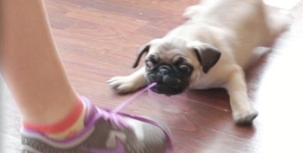 pug puppy battles shoe