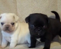 (VIDEO) This Pug Puppy Compilation Will Make Your Day AMAZING. Their Cute Factor is Off the Charts!