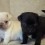 (VIDEO) This Pug Puppy Compilation Will Make Your Day AMAZING. Their Cute Factor is Off the Charts!
