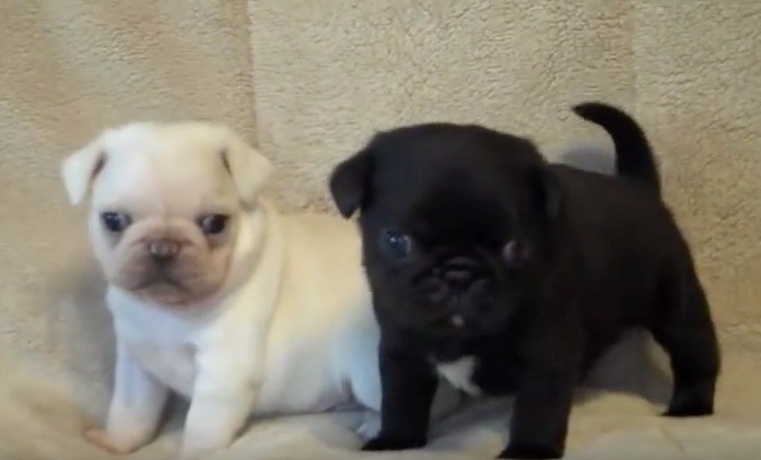 pug puppies