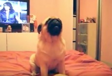 (VIDEO) Pug Decides to Have a Duet With His Toy and it’s the Funniest Thing! Be Prepared to Laugh!