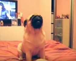 (VIDEO) Pug Decides to Have a Duet With His Toy and it’s the Funniest Thing! Be Prepared to Laugh!