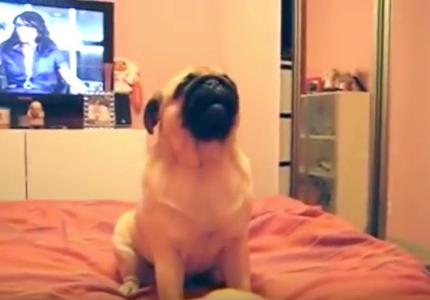 pug sing