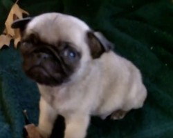 (VIDEO) Pug Pupppy is SO Tired That He… Falls Over?! OMG, Wait Until 1:24. Poor Baby!