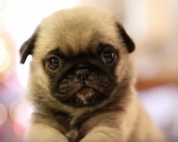 (VIDEO) Small Pug Puppy Gets Introduced to a Stuffed Animal. When You See How Much She Loves It? This is too Cute!