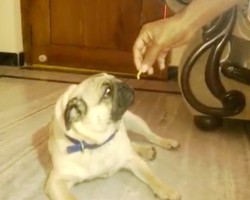 (VIDEO) Pug Hilariously Says No Thanks to an Offered Treat. Now Keep Your Eyes on His Face!