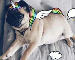 This Couple Loves to Doodle Pictures on Their Pug and They’re Amazing!