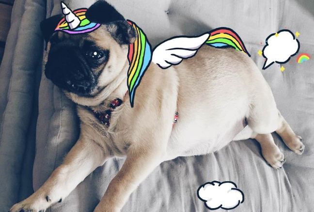 pug unicorn