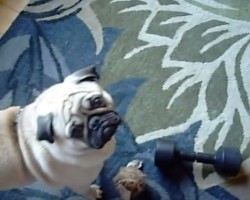 (VIDEO) Pug Decides to Have a Serious Convo With a Weight. When You See How it Goes? Too Funny!