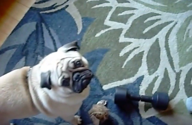 (VIDEO) Pug Decides to Have a Serious Convo With a Weight. When You See