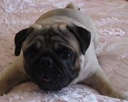 (VIDEO) This Pug is Over the Moon Excited! Now Watch Just How Much Energy She Has…