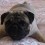 (VIDEO) This Pug is Over the Moon Excited! Now Watch Just How Much Energy She Has…