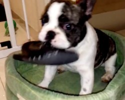 (VIDEO) This Mischievious Frenchie is a Thief. When You See What He Stole? What a Little Trouble Maker!
