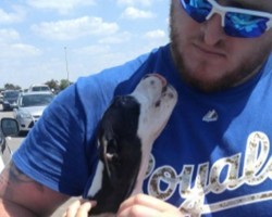 When a Puppy Was Left in a Hot Car During a Game, These Royals Fans Saved This Puppy’s Life…