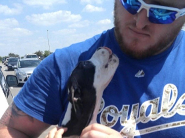 puppy rescued at royals game