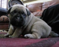 (VIDEO) Cute Roly Poly Pug Keeps Nodding Off and I Think This is the Cutest Thing I’ve Ever Seen!