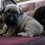 (VIDEO) Cute Roly Poly Pug Keeps Nodding Off and I Think This is the Cutest Thing I’ve Ever Seen!