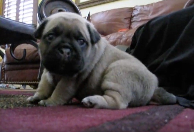 sleepy pug puppy