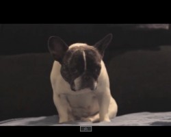 (VIDEO) Frenchie is SO Tired That He Starts Swaying. The Struggle is Real!
