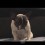 (VIDEO) Frenchie is SO Tired That He Starts Swaying. The Struggle is Real!