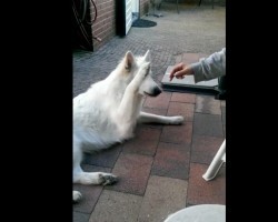 (VIDEO) This Man is Smoking Near a Dog. When He Brings it Closer to the Dog? Watch This Clever Response!