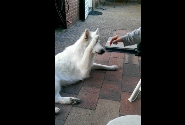 dog says no to smoking