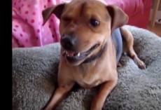 (VIDEO) Doggie Is Having a Sneezing Attack. When He Tries to Overcome It? SO Funny!