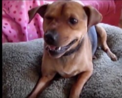 (VIDEO) Doggie Is Having a Sneezing Attack. When He Tries to Overcome It? SO Funny!