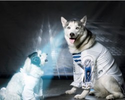May the Force Be With You Doggie Style