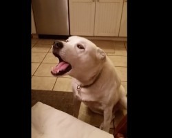 (VIDEO) This Dog is Having a Conversation With His Mom. When You Listen to What He Says? OMG, So Funny!