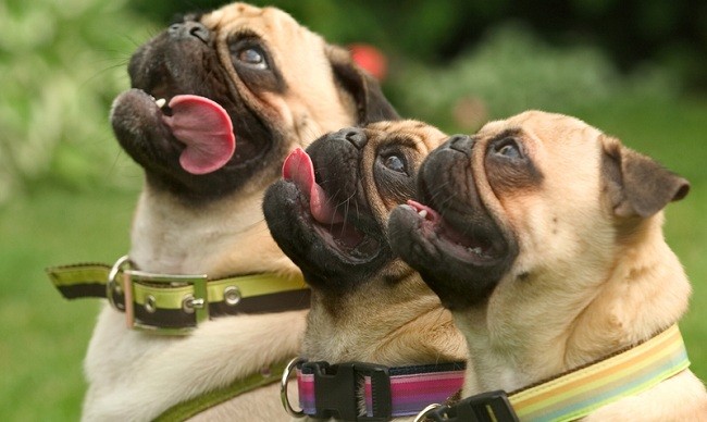 teaching three pugs