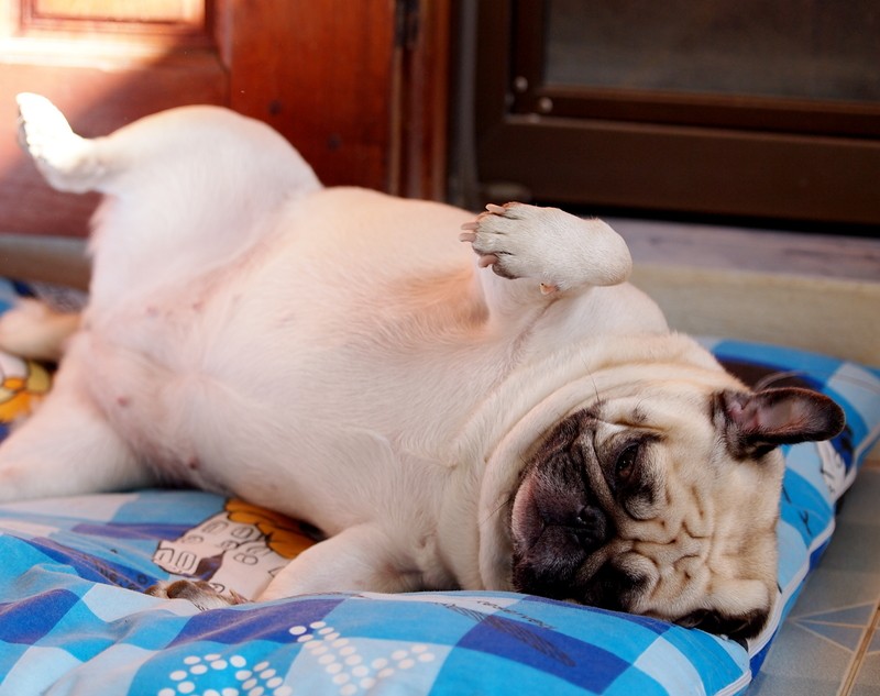 ticklish pug