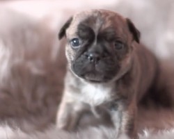 (VIDEO) OMG, These Pug Puppies Are Small Enough They Could Fit in Your Hand. So Precious!!