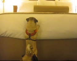 (VIDEO) Minnie the Pug REALLY Wants to Get on a HUGE Bed. How She Tries to Make That Happen? Too Cute!