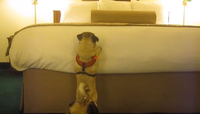 tiny pug big bed