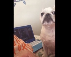 (VIDEO) Cute Frenchie REALLY REALLY Wants to Go Outside. Now Listen to His Adorable Begging Skills…