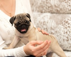 4 Important Steps to Take to Reduce a Dog’s Cancer Risks