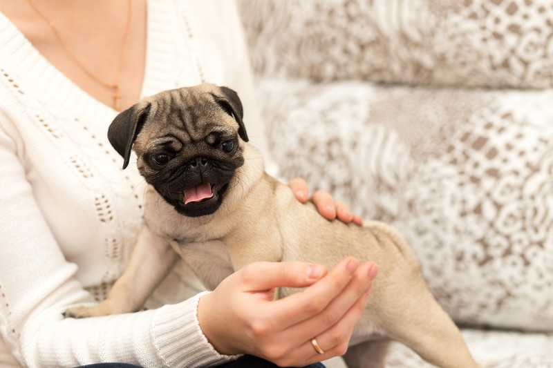 woman with baby pug