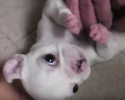 (VIDEO) Tiny Baby Frenchie is SO Cute! She Will Make You Smile All Day Long!