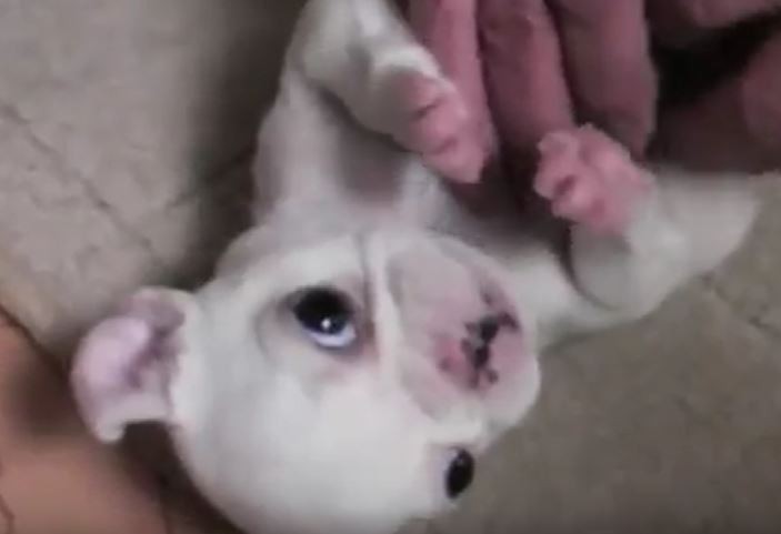 Baby Frenchie